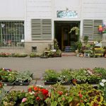 Nemzeti Dohánybolt Czeged u.